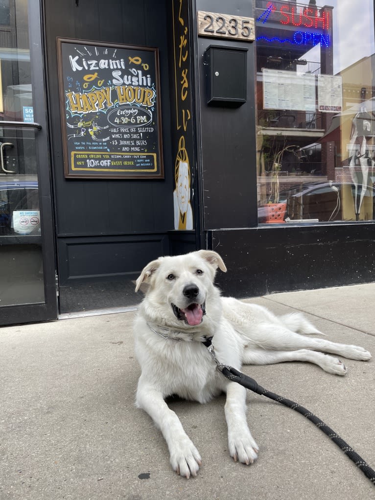 Lucky, a Great Pyrenees and German Shepherd Dog mix tested with EmbarkVet.com