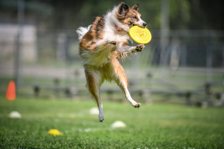 Sienna Rose, an Australian Shepherd and Collie mix tested with EmbarkVet.com