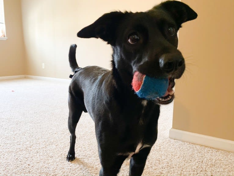 Nala, a Border Collie and American Pit Bull Terrier mix tested with EmbarkVet.com