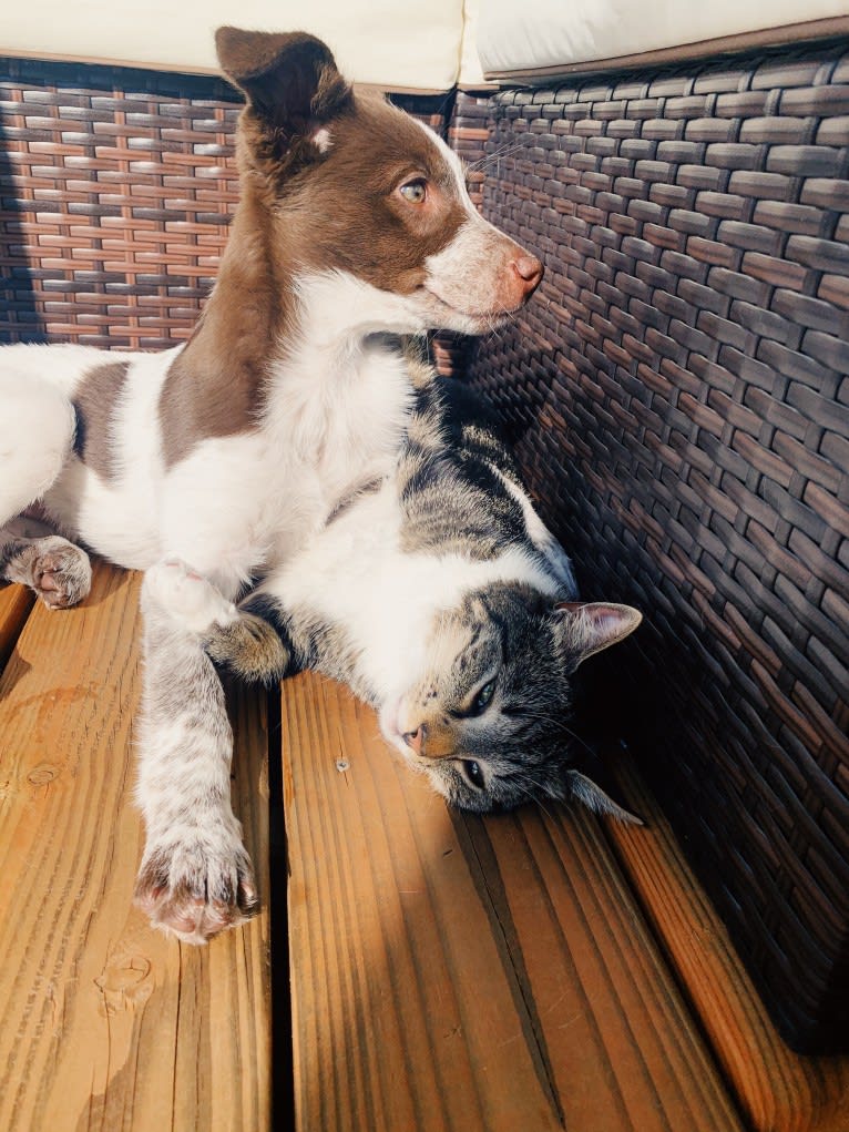 Darla, an Australian Cattle Dog and Border Collie mix tested with EmbarkVet.com