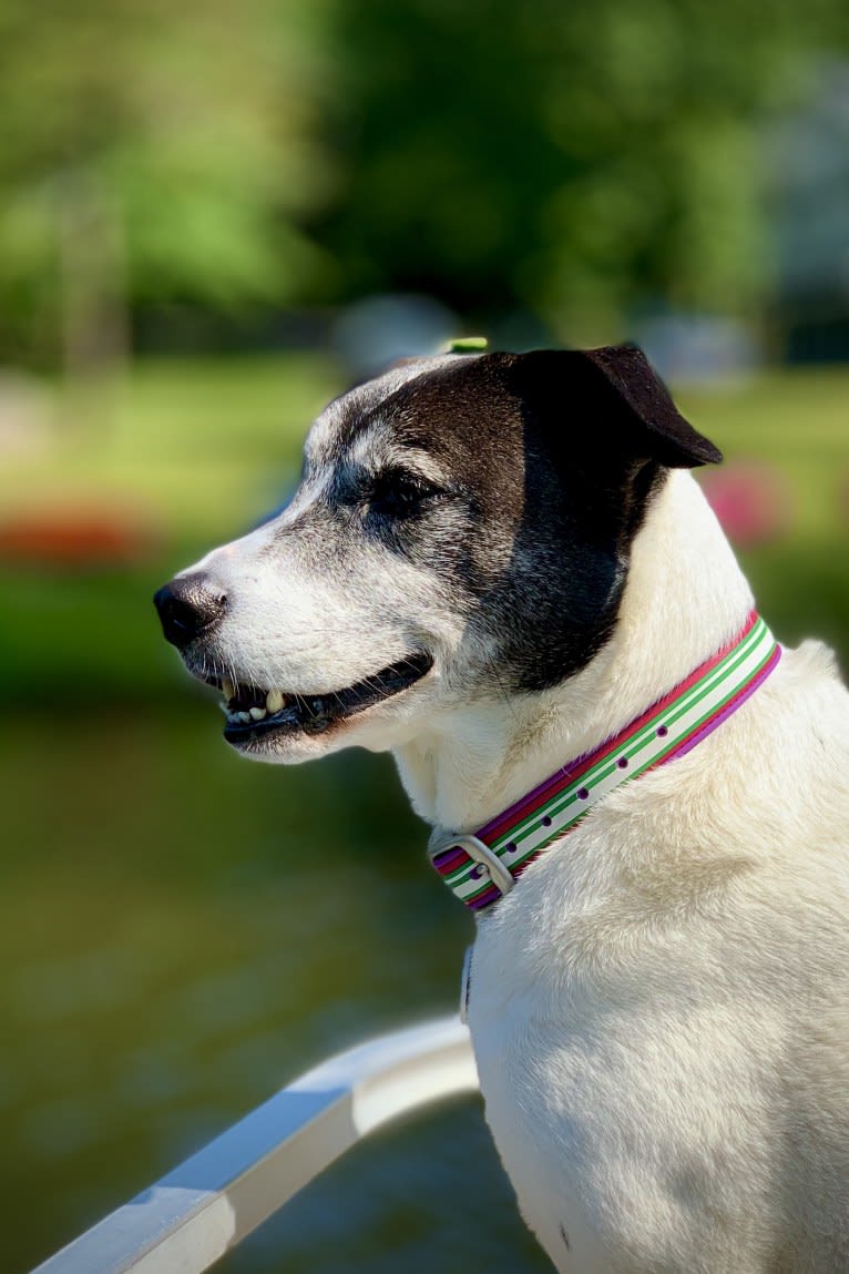 Claire, an American Pit Bull Terrier and Labrador Retriever mix tested with EmbarkVet.com