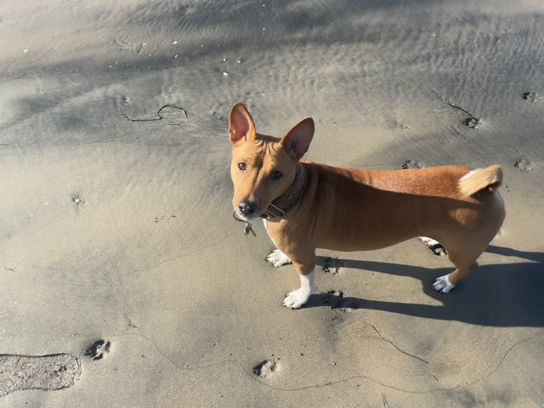 Rami, a Basenji tested with EmbarkVet.com