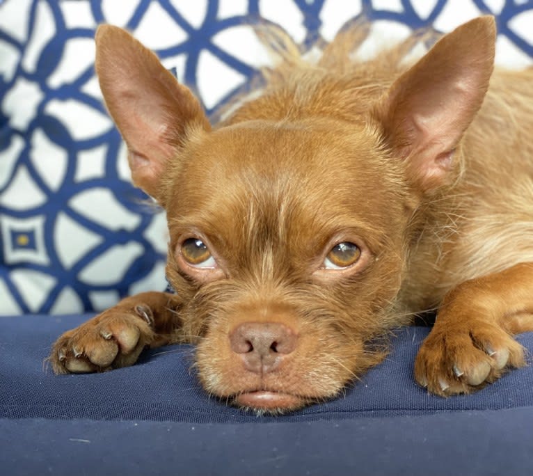 Chewbacca, a Boston Terrier and Yorkshire Terrier mix tested with EmbarkVet.com