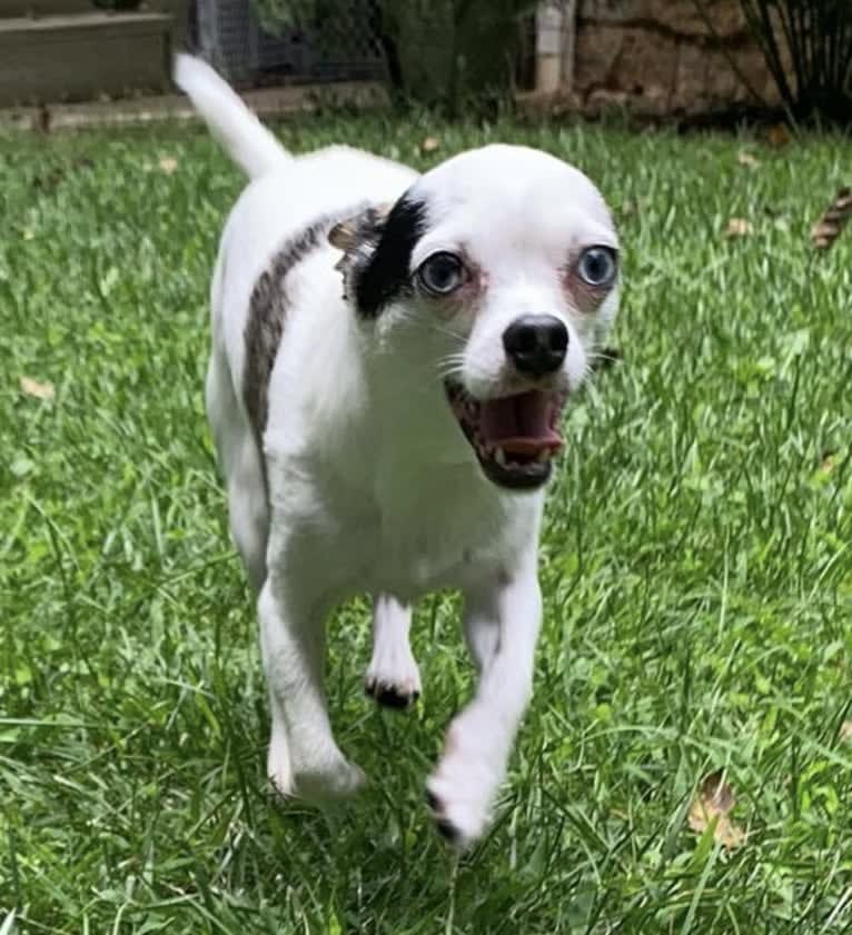 Kitt, a Chihuahua tested with EmbarkVet.com
