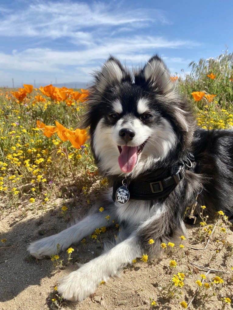 Gunner, a Pomsky tested with EmbarkVet.com