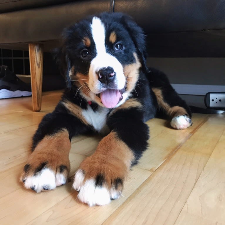 Teddy, a Bernese Mountain Dog tested with EmbarkVet.com