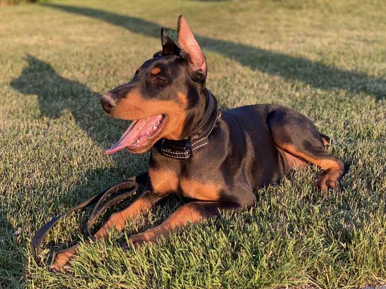 Milou, a Doberman Pinscher tested with EmbarkVet.com