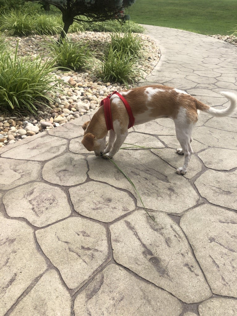 Jackie, a Chihuahua and Great Pyrenees mix tested with EmbarkVet.com