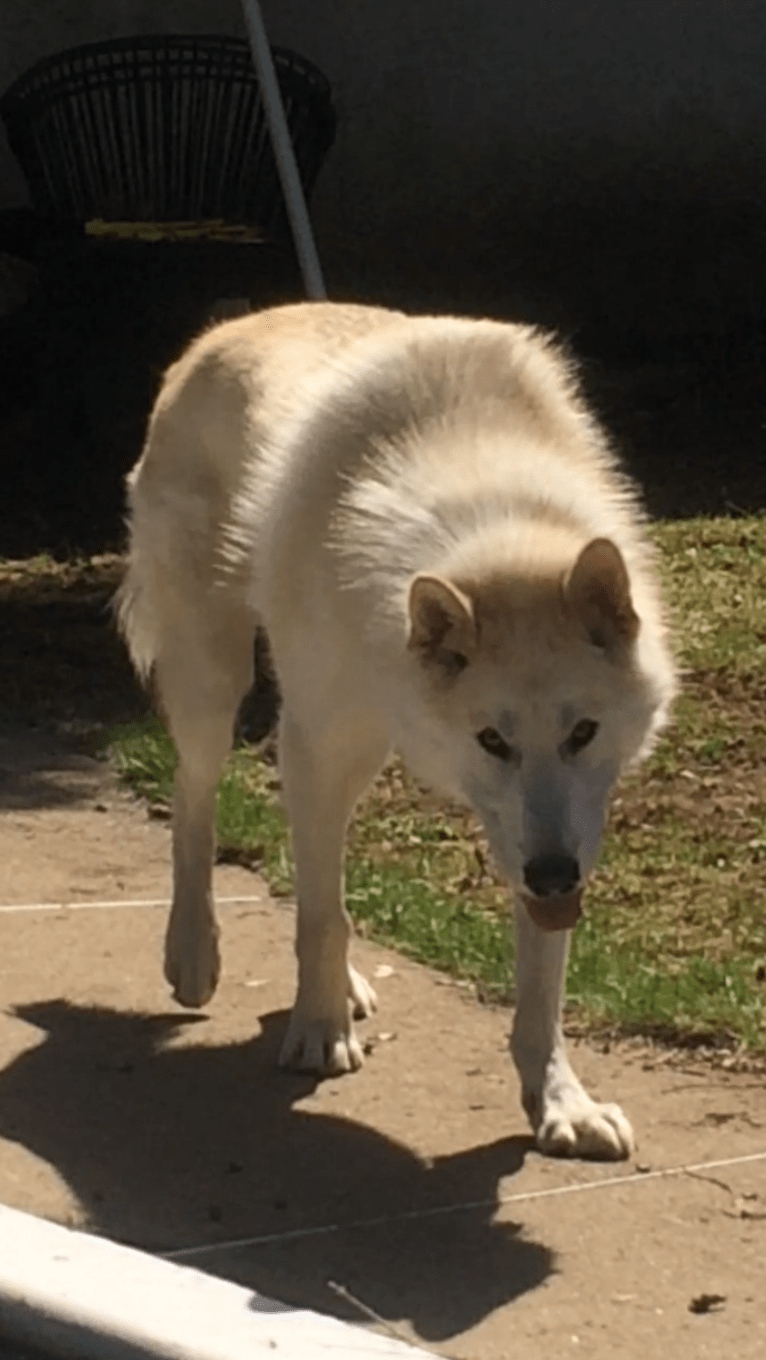 Hunter, an Alaskan Malamute and Greenland Dog mix tested with EmbarkVet.com