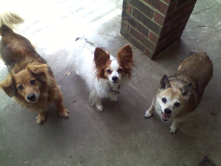 Lassie, a Pomeranian and Rat Terrier mix tested with EmbarkVet.com