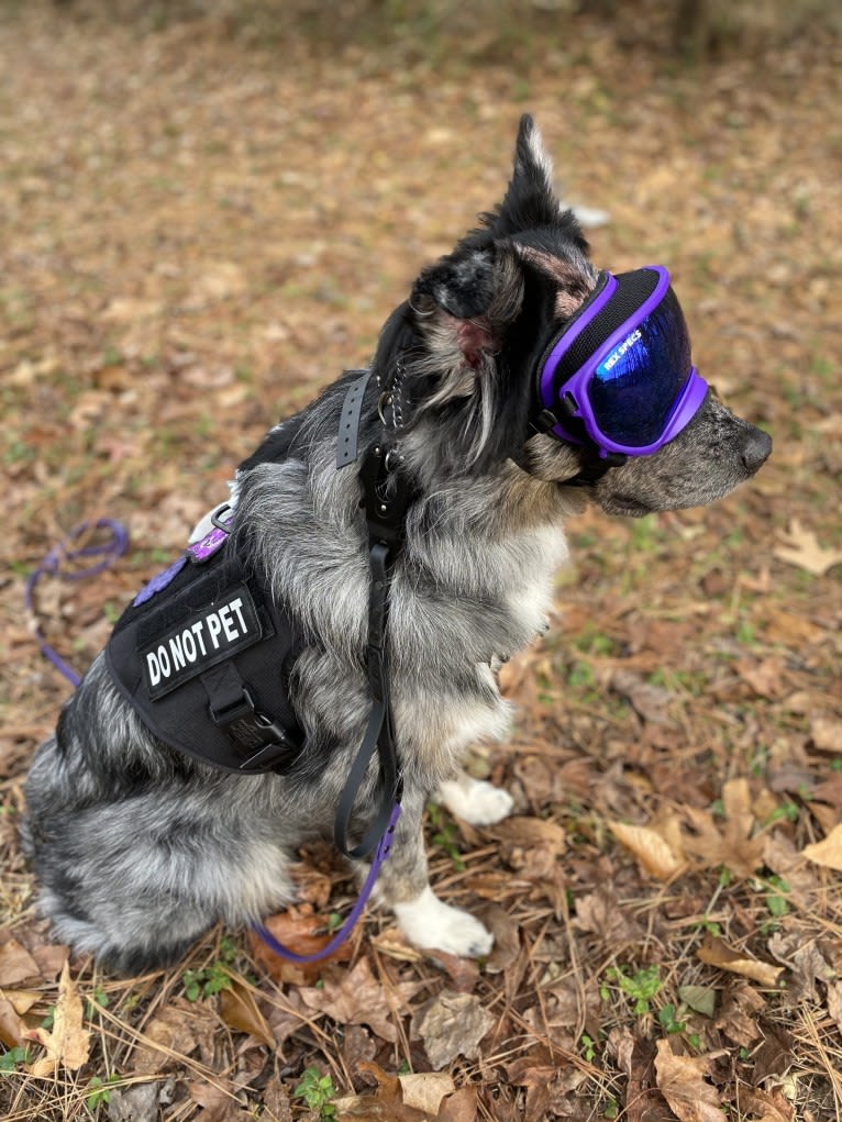 Dakota, an Australian Shepherd tested with EmbarkVet.com