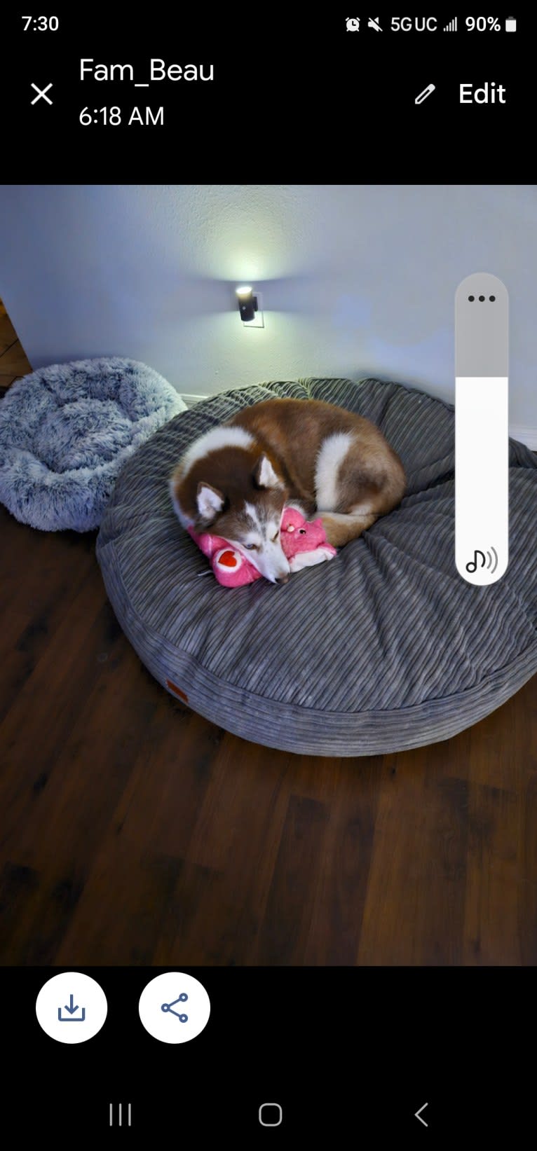 London, a Siberian Husky tested with EmbarkVet.com