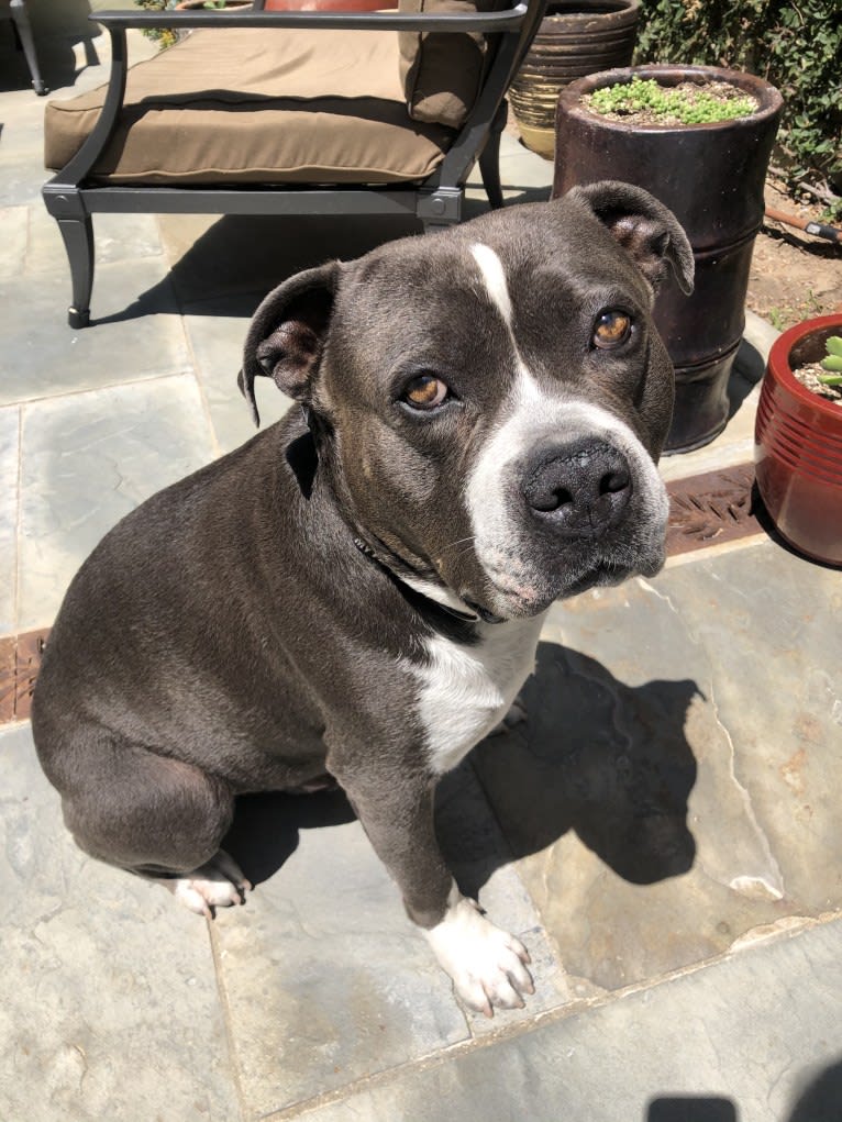 Higgins, an American Bully tested with EmbarkVet.com