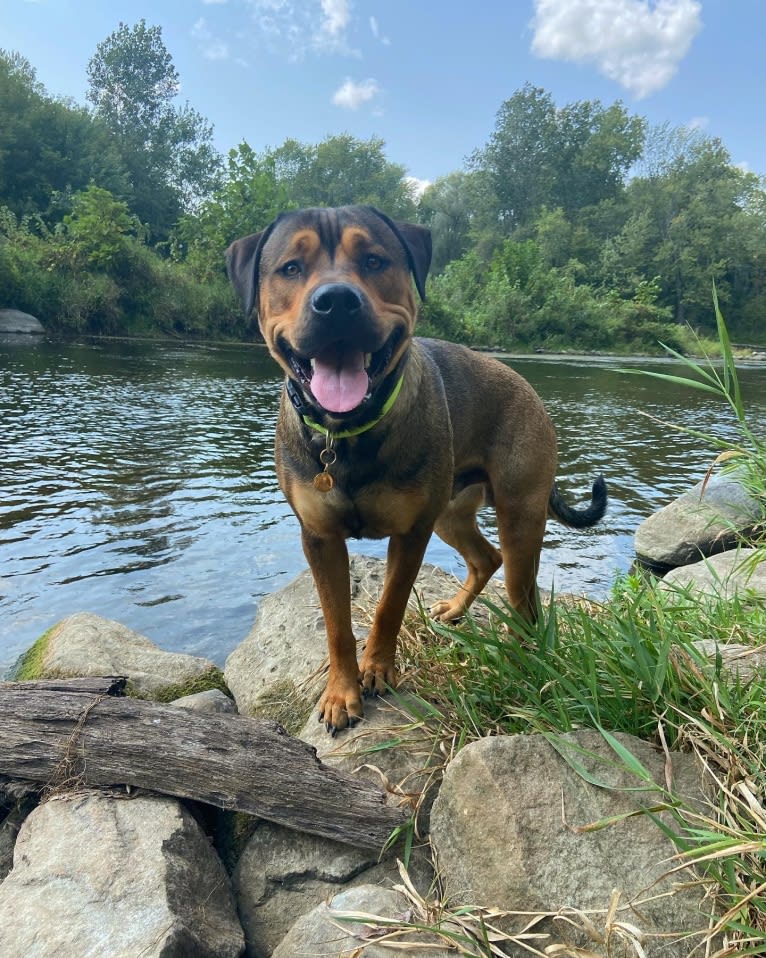 Lenny, a Rottweiler and American Pit Bull Terrier mix tested with EmbarkVet.com