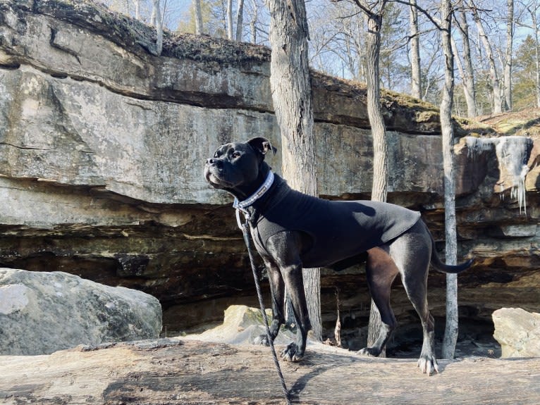 Zhala, a Cane Corso and American Pit Bull Terrier mix tested with EmbarkVet.com