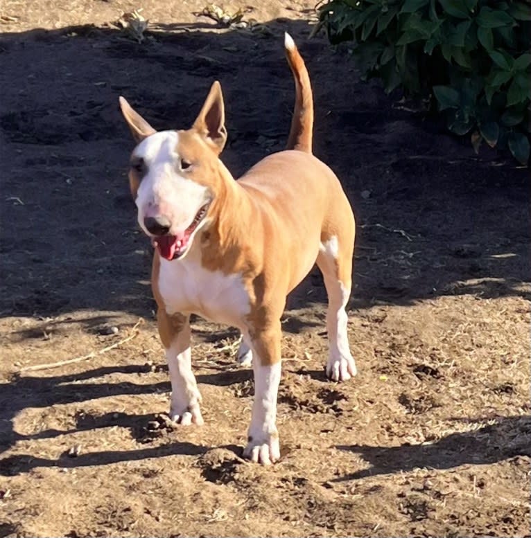 Julius Caesar, a Bull Terrier tested with EmbarkVet.com