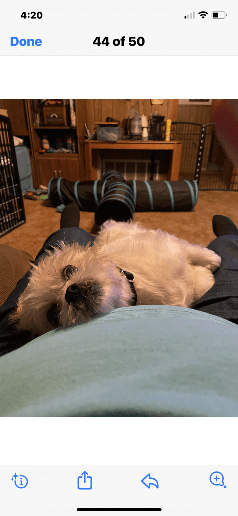 Dempsey, a Shih Tzu (8.7% unresolved) tested with EmbarkVet.com