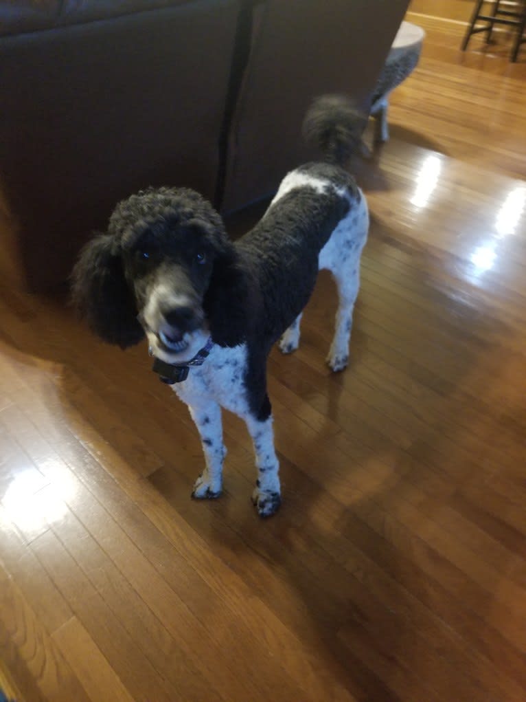 Chyna, a Poodle (Standard) tested with EmbarkVet.com