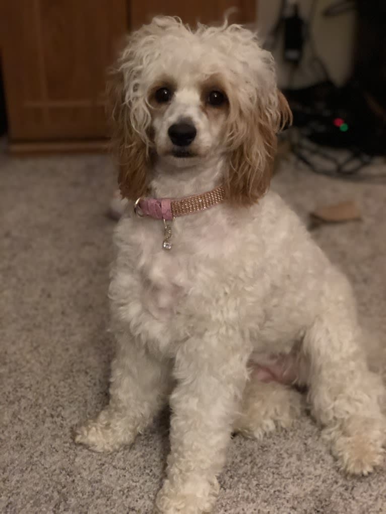 Trysta Belle, a Cockapoo tested with EmbarkVet.com