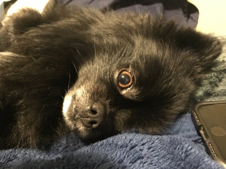 Marlin, a Pomeranian tested with EmbarkVet.com