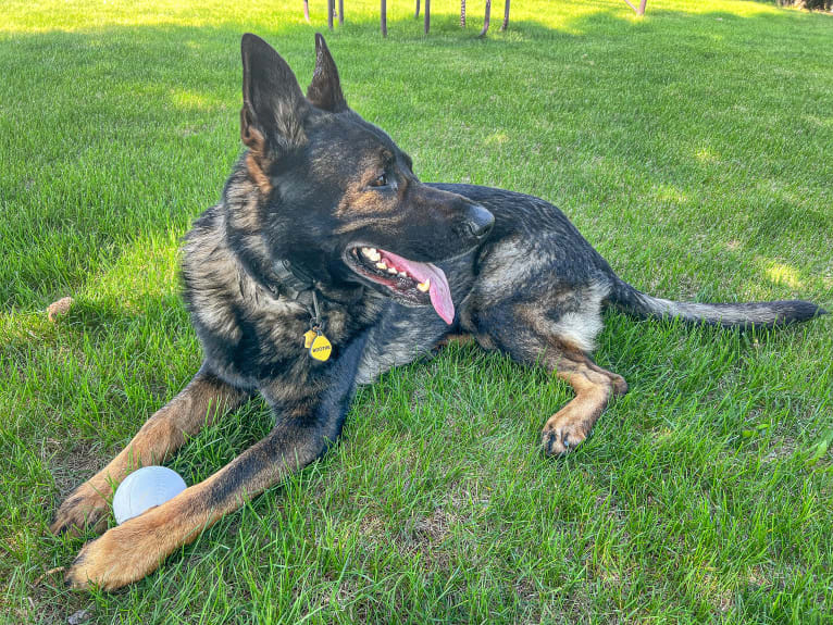 Booth vom Wahrsten, a German Shepherd Dog tested with EmbarkVet.com