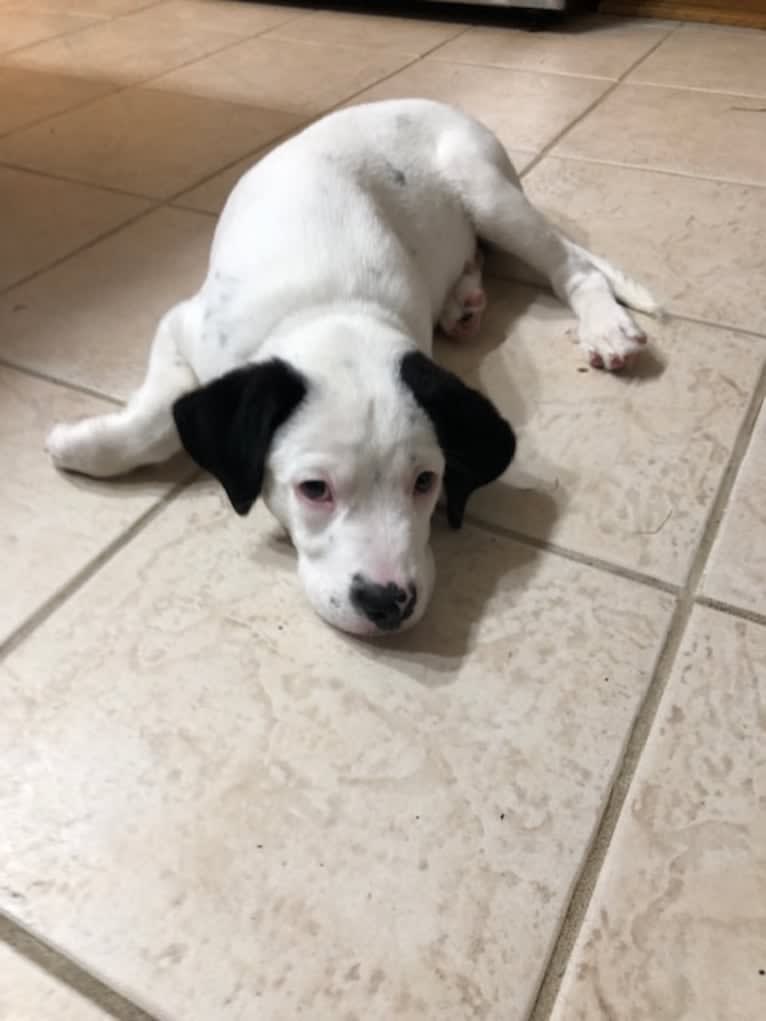 RIVER, a Great Pyrenees and Boxer mix tested with EmbarkVet.com