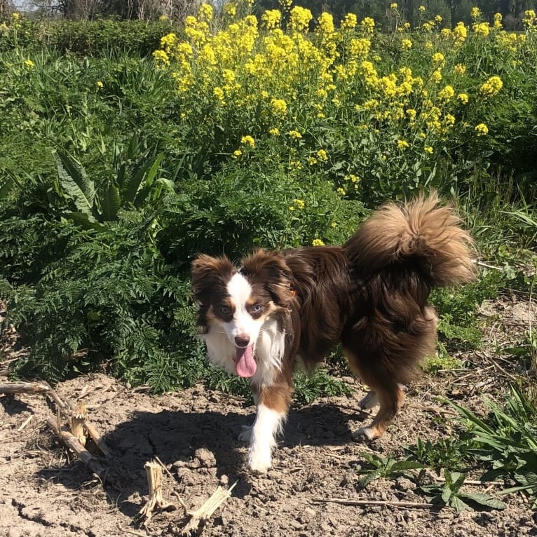 Ludo, an Australian Shepherd tested with EmbarkVet.com