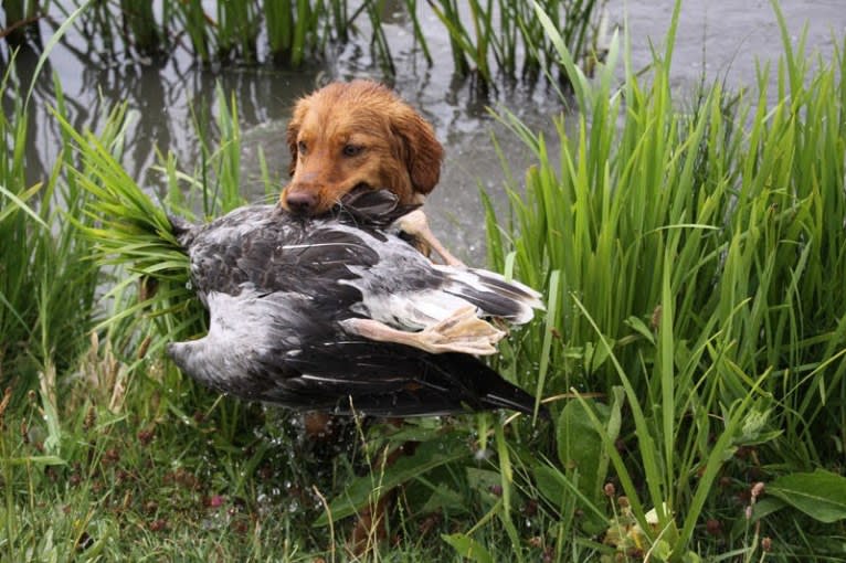 Heidi, a Nova Scotia Duck Tolling Retriever tested with EmbarkVet.com