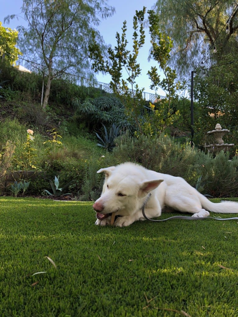 Ace, a German Shepherd Dog and Siberian Husky mix tested with EmbarkVet.com