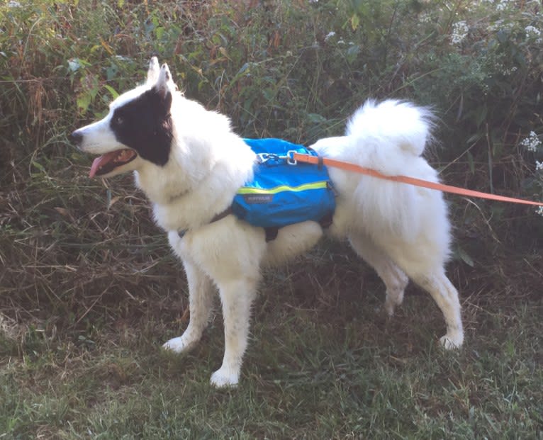 Isla, a Yakutian Laika tested with EmbarkVet.com