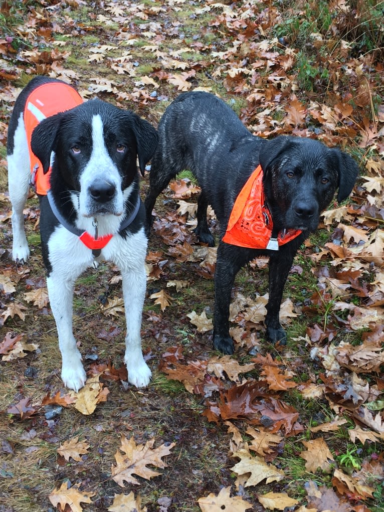 Ula, a Labrador Retriever and Saint Bernard mix tested with EmbarkVet.com