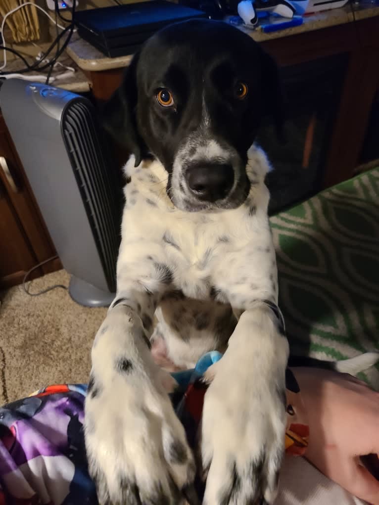 Millie, a Labrador Retriever and Great Pyrenees mix tested with EmbarkVet.com