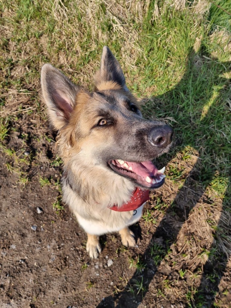 Scarlet, a German Shepherd Dog tested with EmbarkVet.com