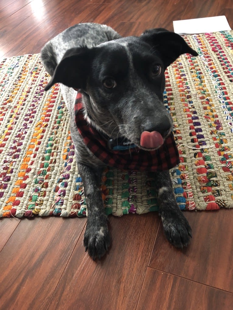 Sophie, an Australian Cattle Dog and Dachshund mix tested with EmbarkVet.com