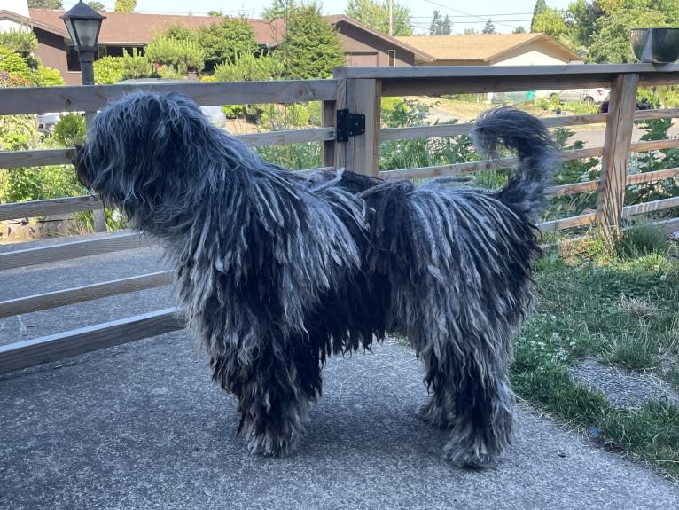 Garou Luigi Della Luna di Lana, a Bergamasco Sheepdog tested with EmbarkVet.com