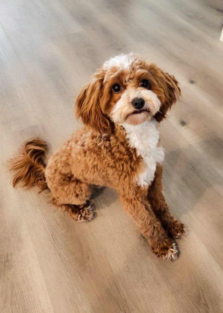 Harry, a Goldendoodle tested with EmbarkVet.com