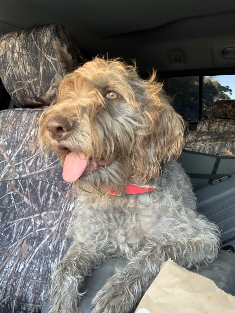 ARYA, a German Wirehaired Pointer tested with EmbarkVet.com