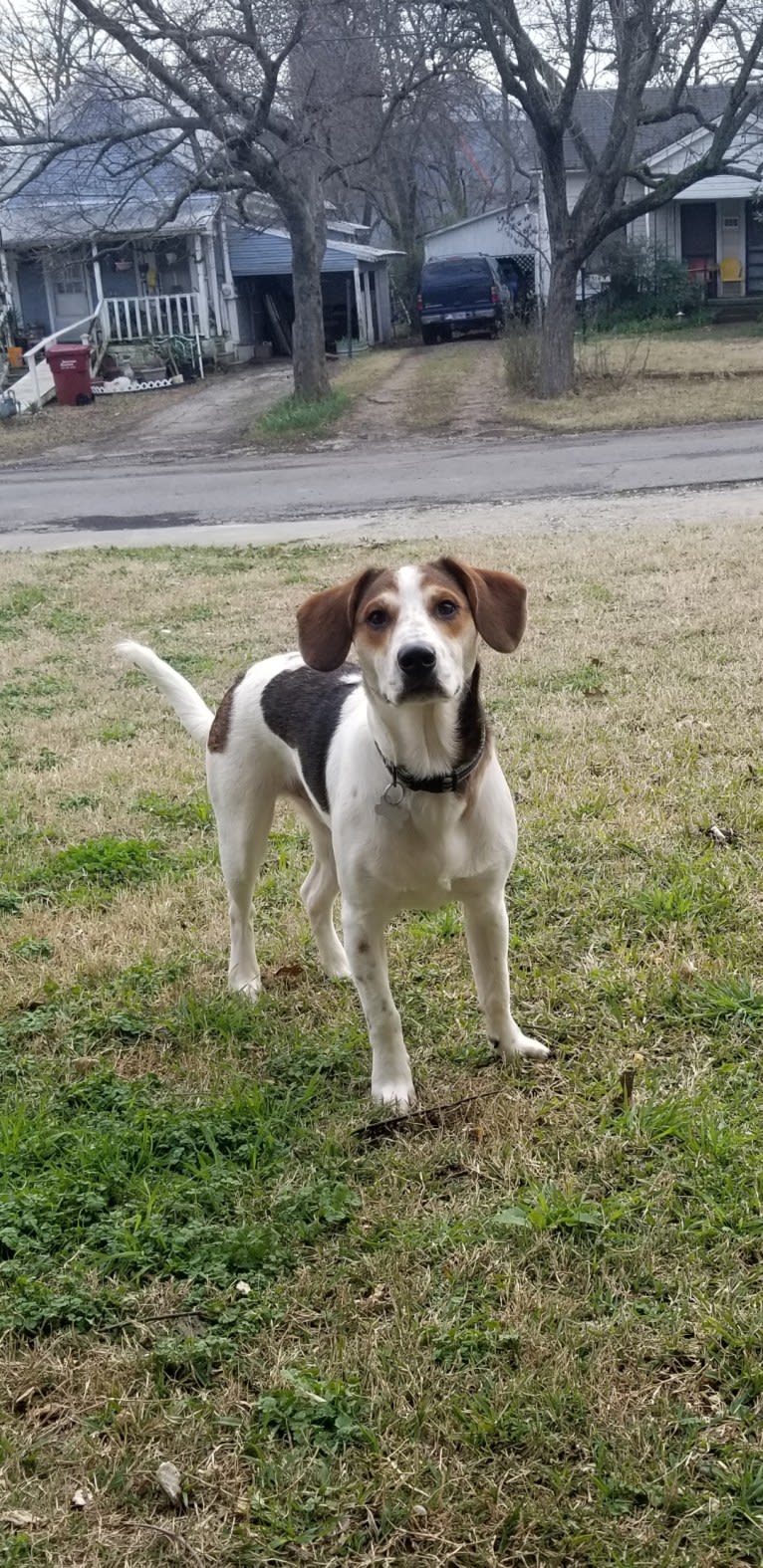 Clyde, a Basset Hound and Australian Cattle Dog mix tested with EmbarkVet.com