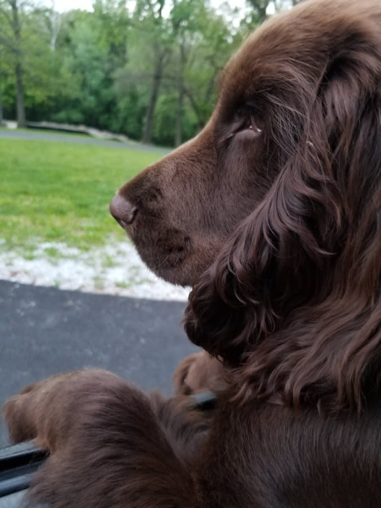 Fig, a Field Spaniel tested with EmbarkVet.com