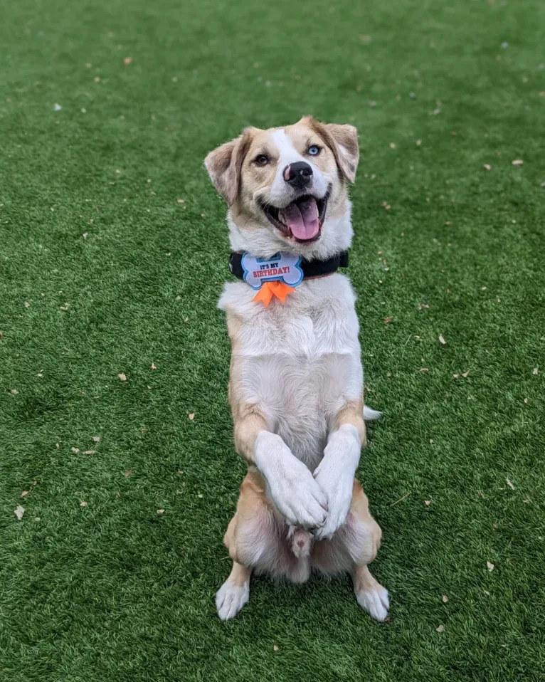 Archie, an Australian Shepherd and Jindo mix tested with EmbarkVet.com