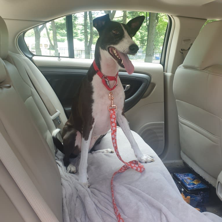 Poochina, an Arabian Village Dog tested with EmbarkVet.com