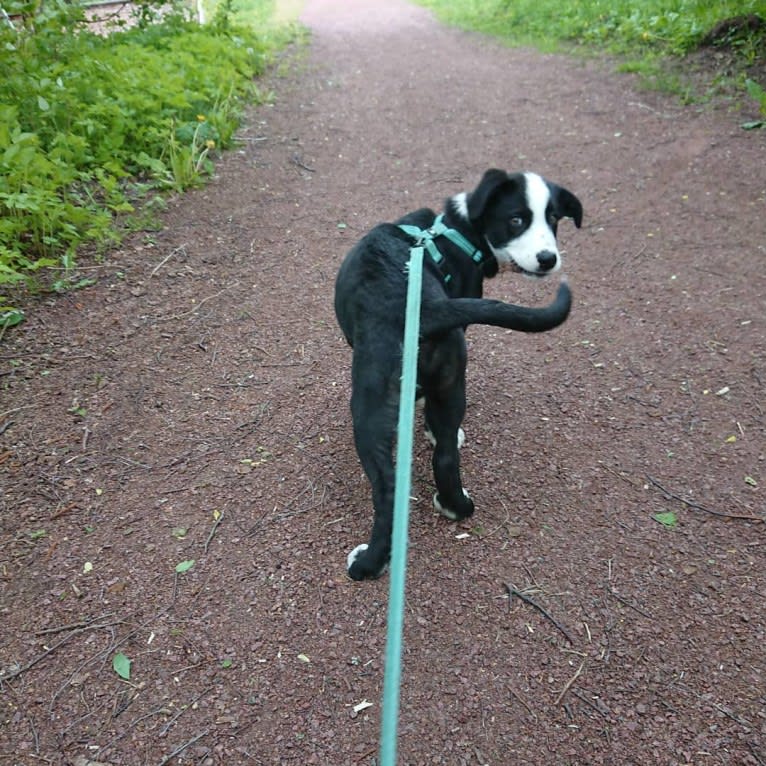 Whisky, an Australian Shepherd and Dalmatian mix tested with EmbarkVet.com