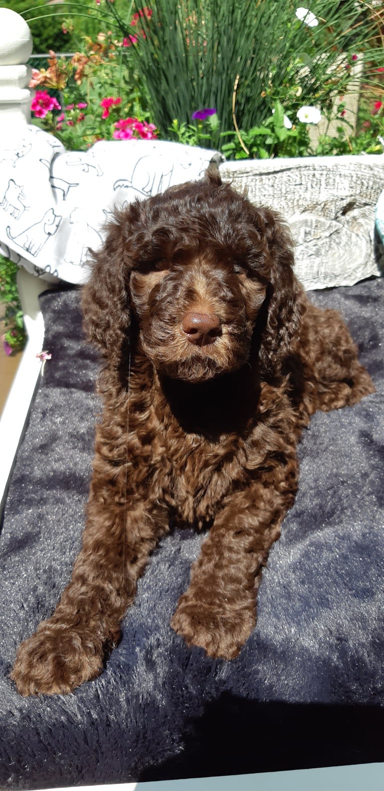 JLo, a Poodle (Standard) tested with EmbarkVet.com