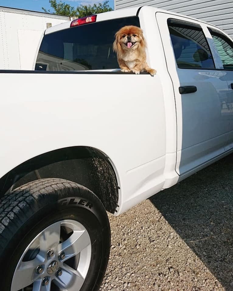 Ernest, a Pekingese tested with EmbarkVet.com