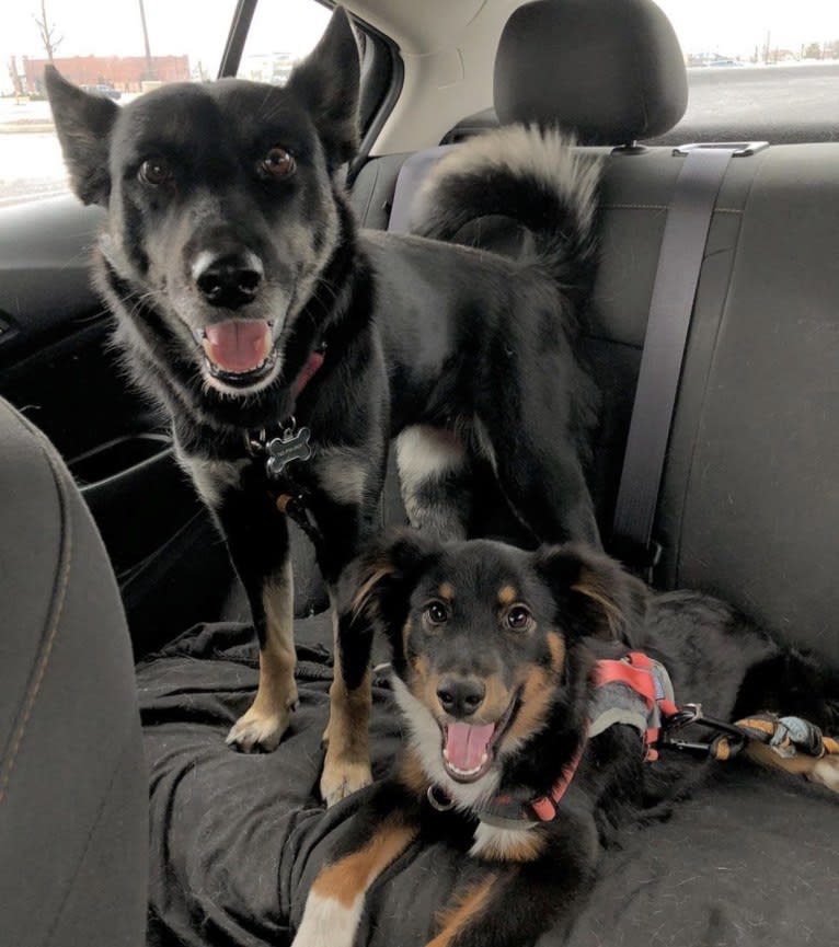 Laika, a Siberian Husky and Border Collie mix tested with EmbarkVet.com