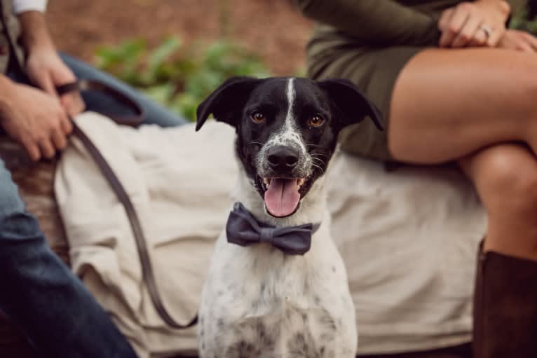 Riley, a German Shorthaired Pointer and Australian Cattle Dog mix tested with EmbarkVet.com