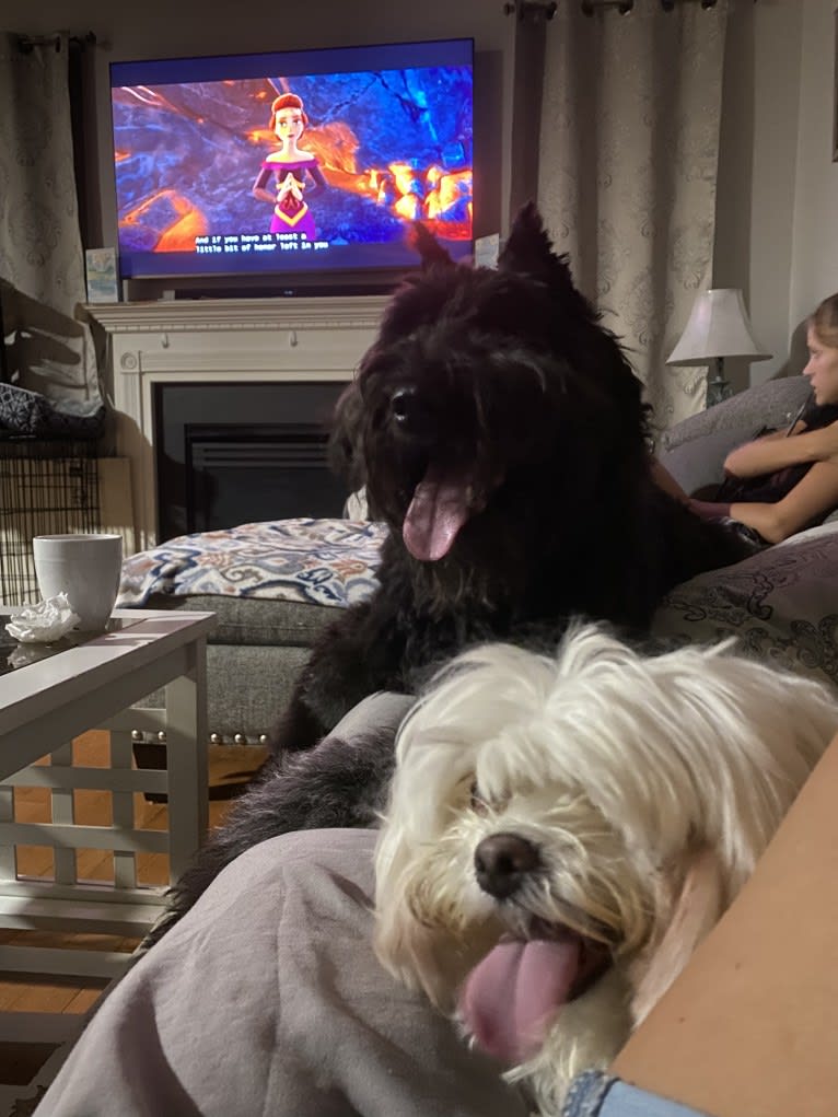 Bella, a Bouvier des Flandres tested with EmbarkVet.com