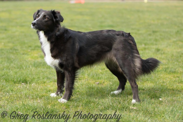 Jane, an English Shepherd tested with EmbarkVet.com