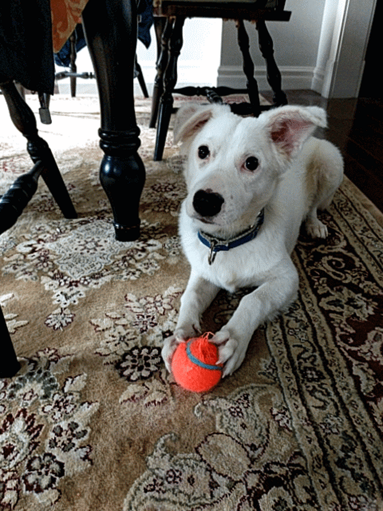 Pasha, a Middle Eastern Village Dog tested with EmbarkVet.com