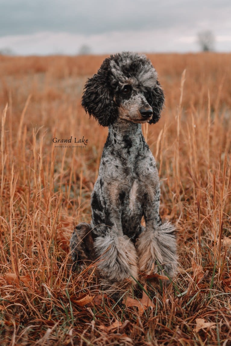 Nash, a Poodle tested with EmbarkVet.com